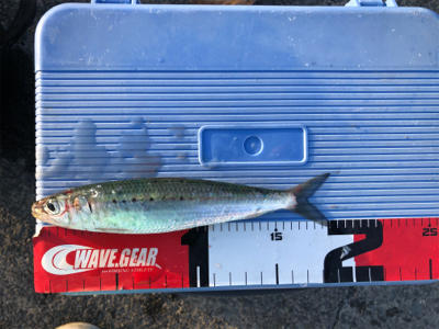 マイワシがポツポツ