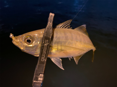 尺アジを沢山見た日　横で釣られた日