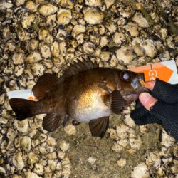 急遽の淡路遠征