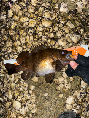 急遽の淡路遠征