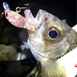 初釣りメバリング