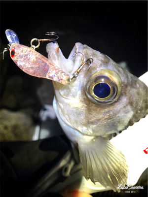 初釣りメバリング