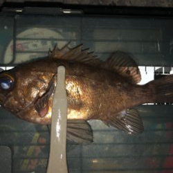 朝マズメマズメチャレンジ