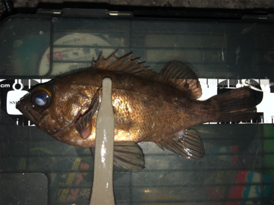 朝マズメマズメチャレンジ