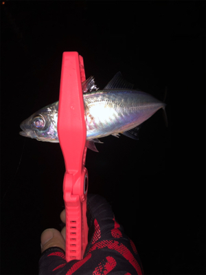 経験値5上がる釣り方を覚えた