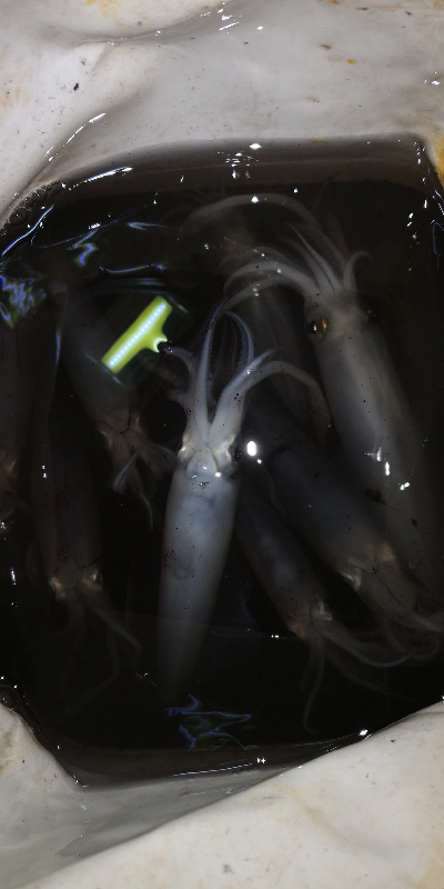 アジング練習 247  ヒイカ調査