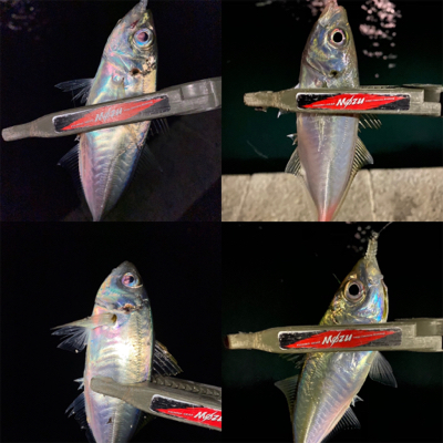 アジング楽しい