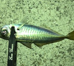 アジングナイト(初釣り成功)