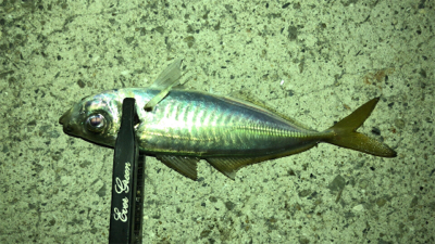 アジングナイト(初釣り成功)