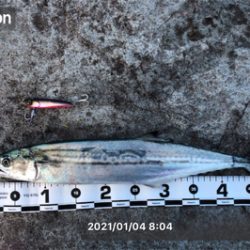 1月4日の親海公園