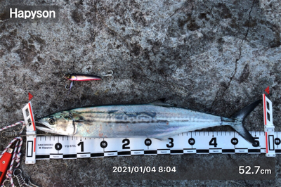 1月4日の親海公園