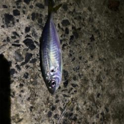 真っ暗アジング！