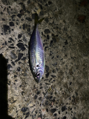 真っ暗アジング！