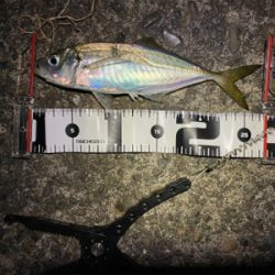 短時間アジング　本番