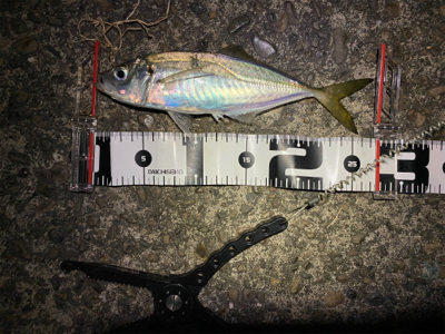 短時間アジング　本番