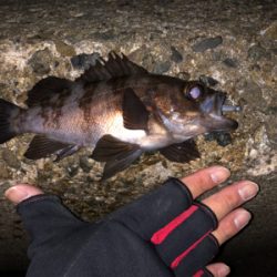 初釣り、鱗付け