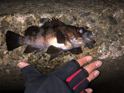 初釣り、鱗付け