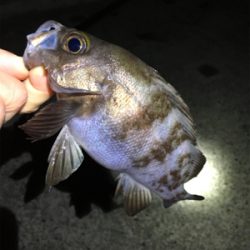 ナイトゲームメバリング