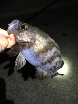 ナイトゲームメバリング