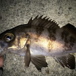 2021ライトゲーム第1戦