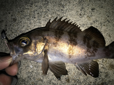 2021ライトゲーム第1戦