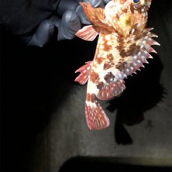 相手してくれるのはガシラ君だけ