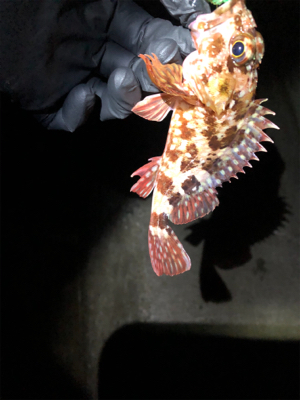 相手してくれるのはガシラ君だけ