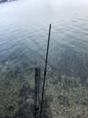 短期決戦 千歳のサゴシ