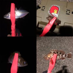 水温が下がったっぽい