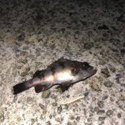 爆風メバリング