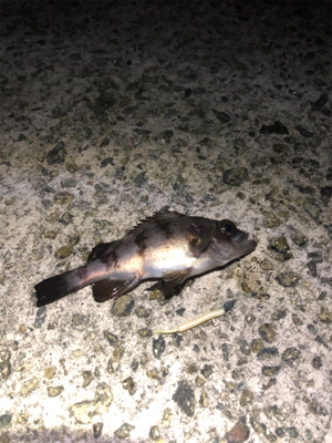 爆風メバリング