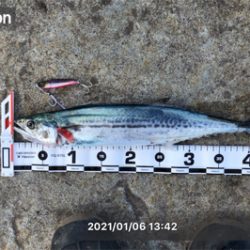 白杉でのサゴシゲーム