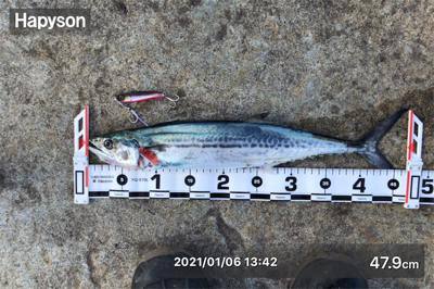 白杉でのサゴシゲーム