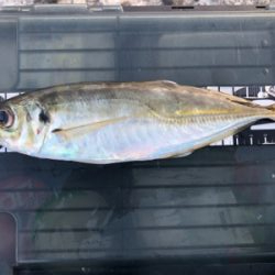 朝マズメチャレンジ