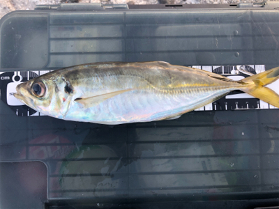 朝マズメチャレンジ