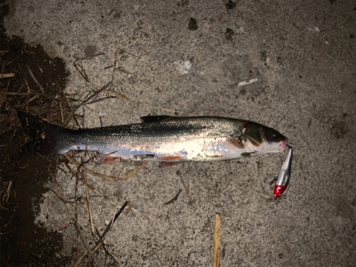 ヘラブナ&ウグイ