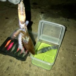 渋いけどヒイカまだ釣れます(^.^)