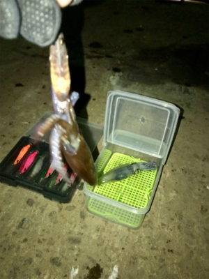 渋いけどヒイカまだ釣れます(^.^)