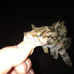 タケノコメバル