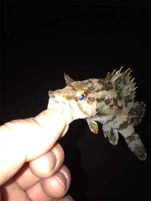 タケノコメバル