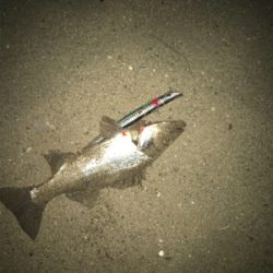 今年1匹目　小さいけどw