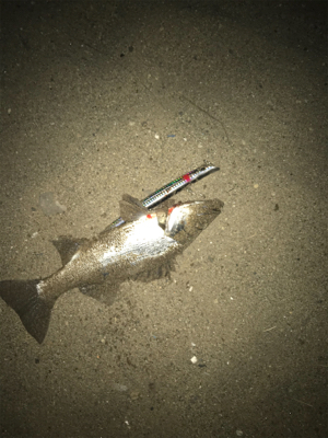 今年1匹目　小さいけどw