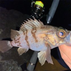 アジングでまさかのヒラメ