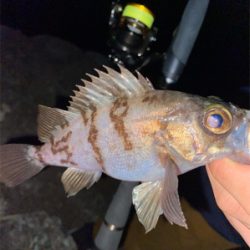 メバリングでヒット