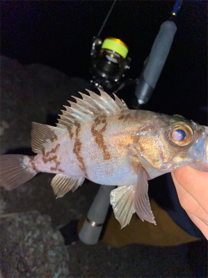 メバリングでヒット