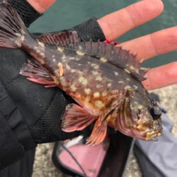 予報と違う天気でアラカブ