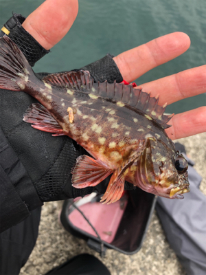 予報と違う天気でアラカブ