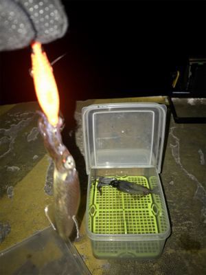 -4℃でもヒイカ釣りσ(^_^;)