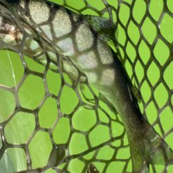 出勤前にサクッと管釣り