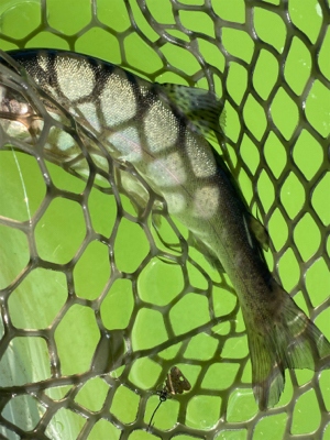 出勤前にサクッと管釣り